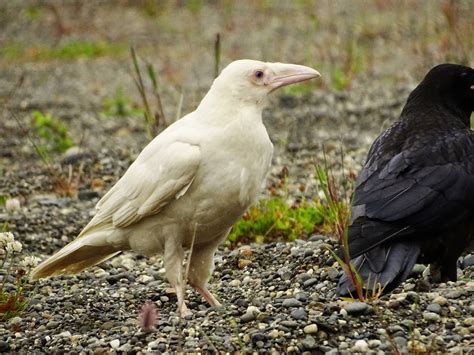 RAVEN .